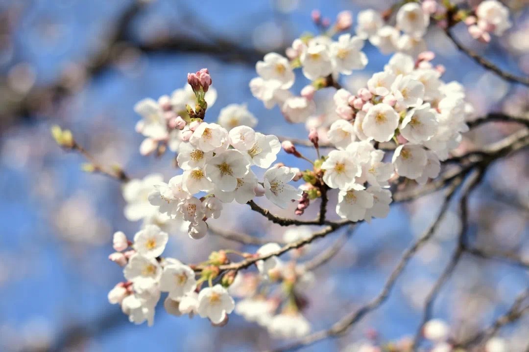 中田敦彦さんの「YouTube大学」